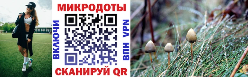 где найти   Торопец  Псилоцибиновые грибы MAGIC MUSHROOMS 